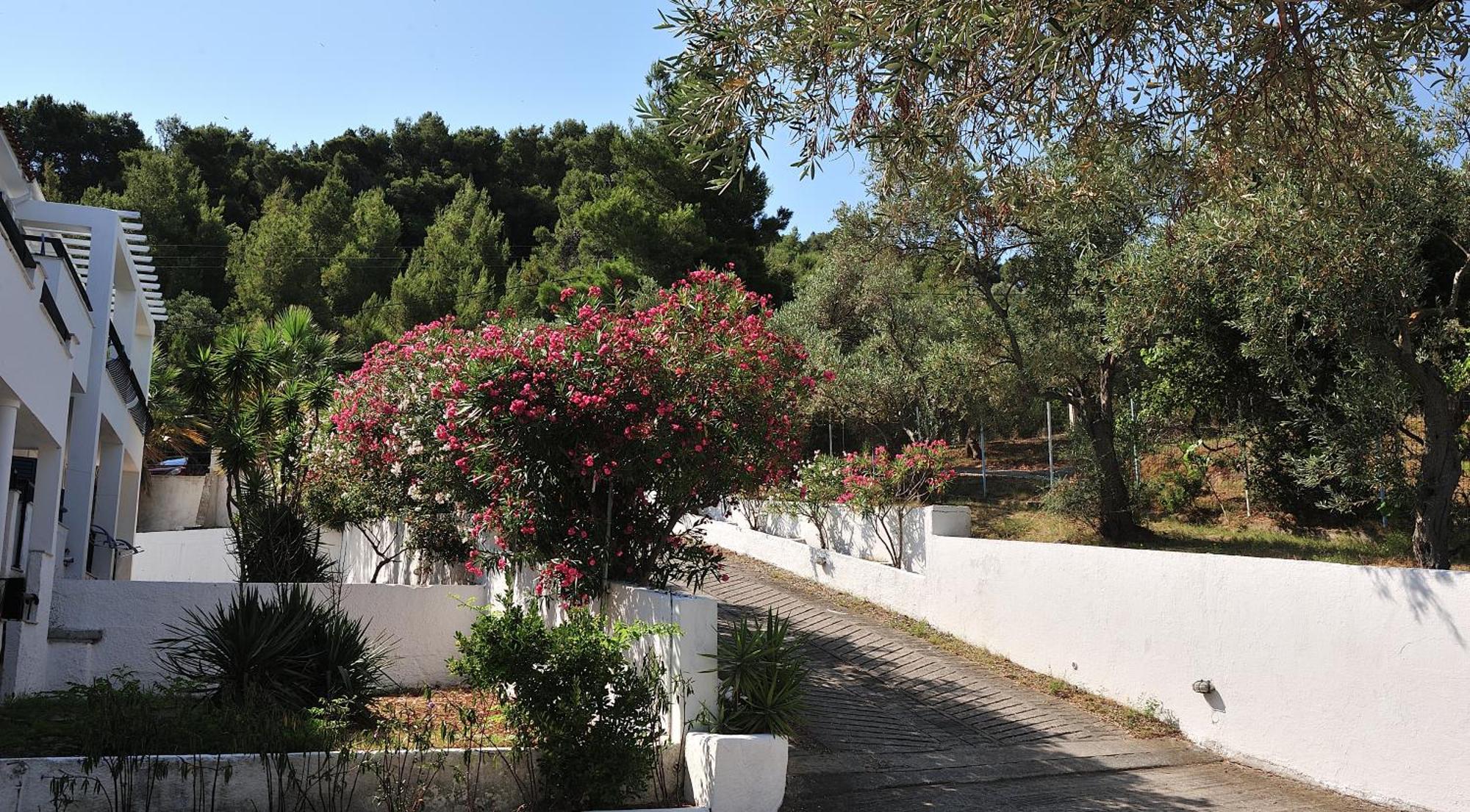 Punta Anamar Skiathos Hotel מראה חיצוני תמונה